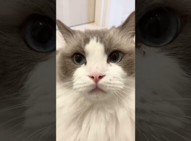 だんだん機嫌が悪くなるラグドール　#cat  #cats  #catlovers  #ragdoll #猫のいる暮らし