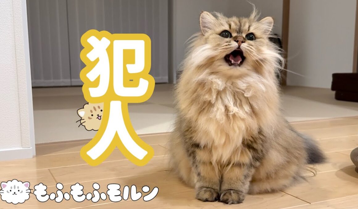 猫のとある犯行について 【サイベリアン】