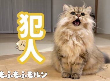 猫のとある犯行について 【サイベリアン】