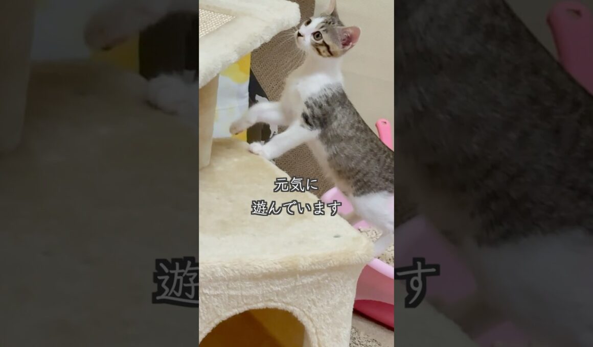 心室中隔欠損症(VSD)の子猫が、家族3匹でこうして過ごしています🐱 #shorts  #子猫動画 #保護子猫
