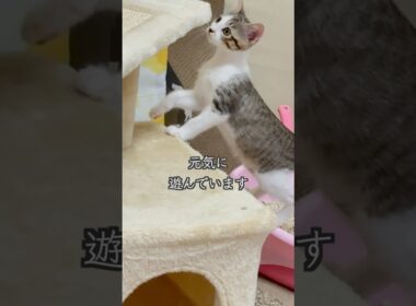 心室中隔欠損症(VSD)の子猫が、家族3匹でこうして過ごしています🐱 #shorts  #子猫動画 #保護子猫