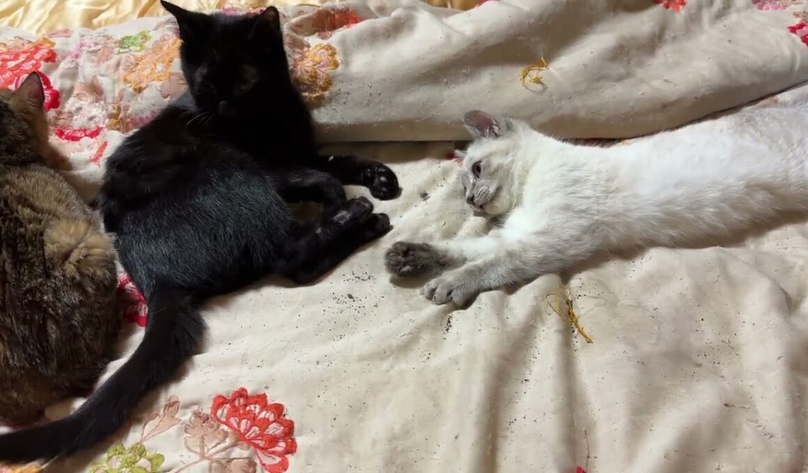 シャム猫の子ネコ雫「シッポ、いじるな！黒猫の子ネコ黒夢」