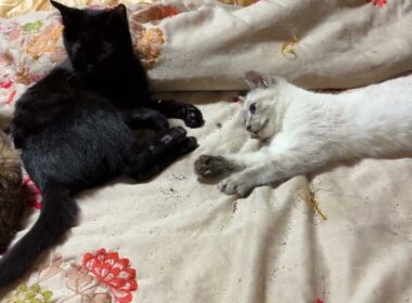 シャム猫の子ネコ雫「シッポ、いじるな！黒猫の子ネコ黒夢」