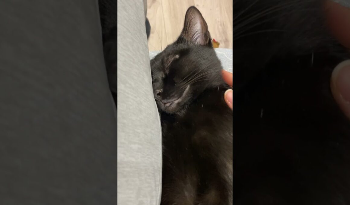 ぐっすり黒猫　#ボンベイ #子猫 #cat #bombay #猫のいる暮らし #ねこのいる生活 #ねこ動画 #ねこ #猫好きさんと繋がりたい #かわいい #癒やし #お昼寝 #もふもふ