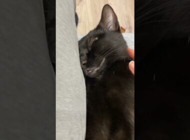 ぐっすり黒猫　#ボンベイ #子猫 #cat #bombay #猫のいる暮らし #ねこのいる生活 #ねこ動画 #ねこ #猫好きさんと繋がりたい #かわいい #癒やし #お昼寝 #もふもふ
