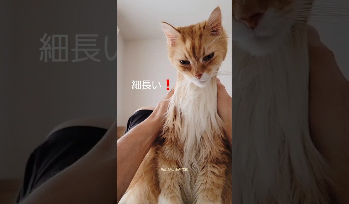 【Part2】メインクーンにエステしたら…⁉️