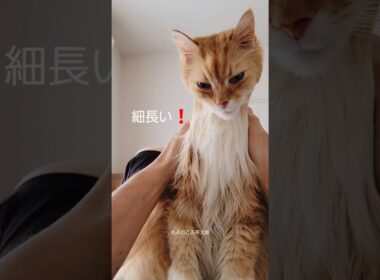 【Part2】メインクーンにエステしたら…⁉️