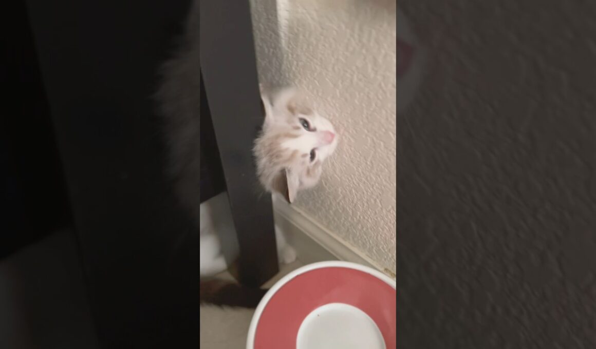 頭が挟まってパニクる子猫 #ラグドール #子猫