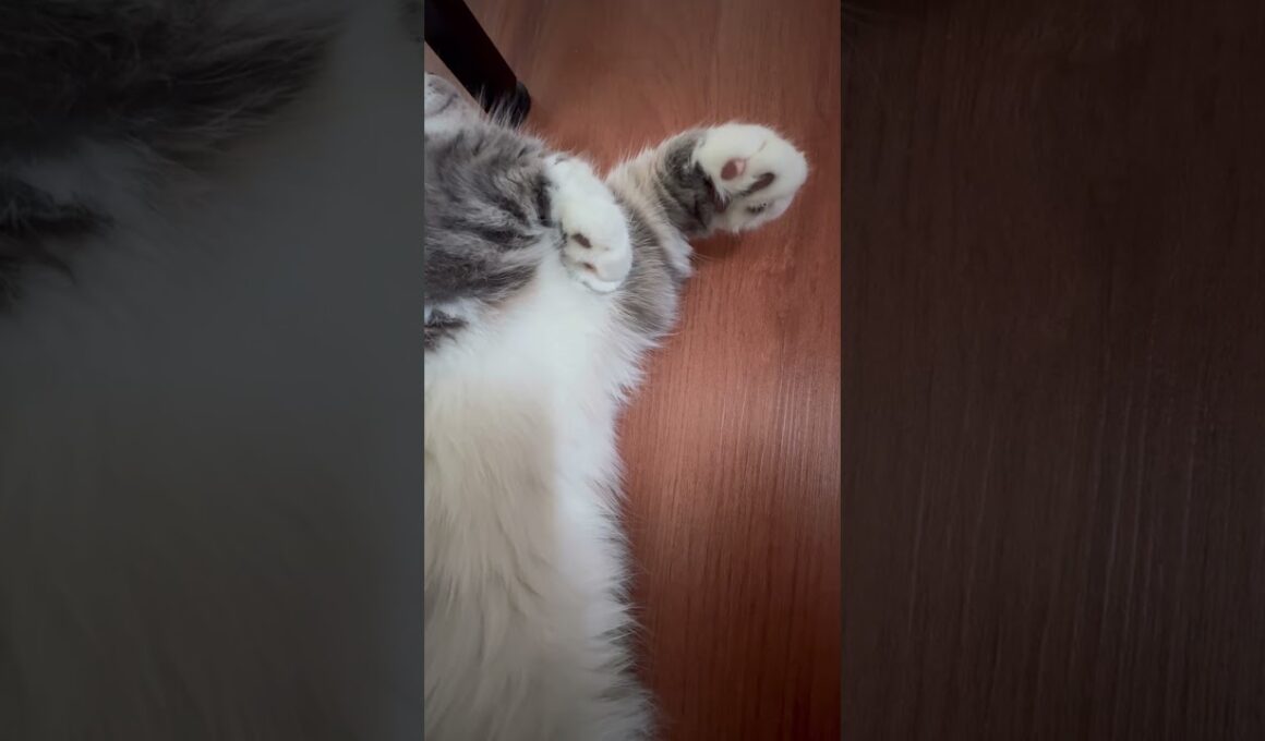 【あるある】足元でこっそり寝る猫ちゃん。動けない幸せを感じた #cat #munchkinfold #猫のいる暮らし