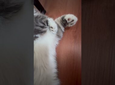【あるある】足元でこっそり寝る猫ちゃん。動けない幸せを感じた #cat #munchkinfold #猫のいる暮らし