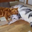 夜中に寂しくて子犬を抱っこしてたら子猫の反応が...
