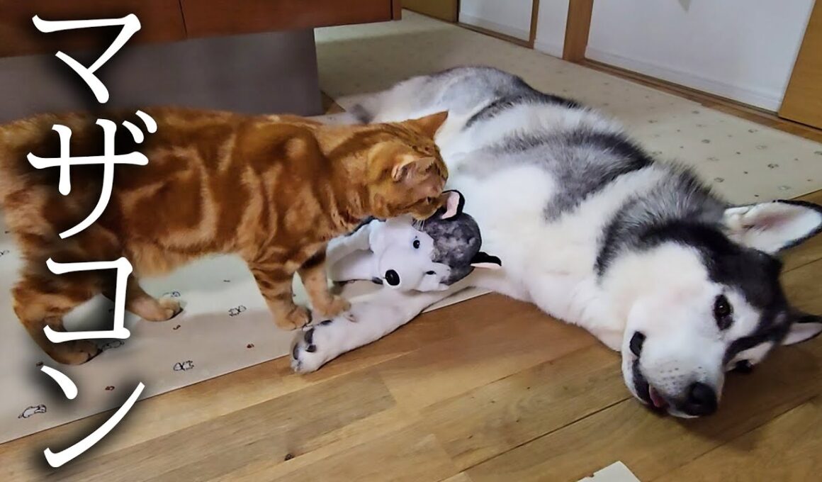 夜中に寂しくて子犬を抱っこしてたら子猫の反応が...