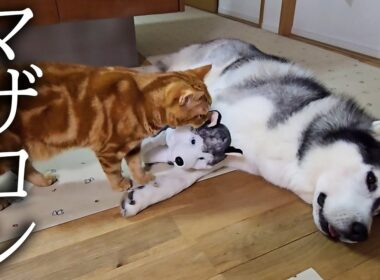 夜中に寂しくて子犬を抱っこしてたら子猫の反応が...