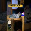 日曜日夜の風景です　夕飯後…個々にくつろいでる感じっす#cat #猫のいる暮らし #ねこ #ウタ #時雨#吹雪