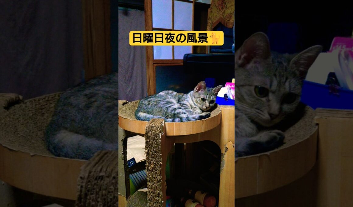 日曜日夜の風景です　夕飯後…個々にくつろいでる感じっす#cat #猫のいる暮らし #ねこ #ウタ #時雨#吹雪
