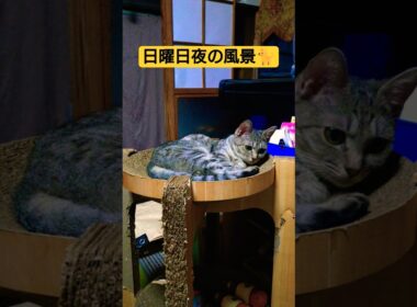 日曜日夜の風景です　夕飯後…個々にくつろいでる感じっす#cat #猫のいる暮らし #ねこ #ウタ #時雨#吹雪