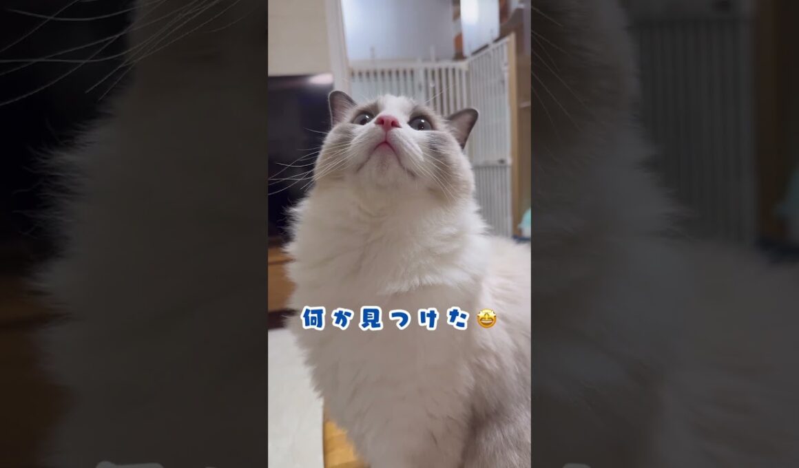 今日ものんびりいっぺいライフ🐈　#ラグドール #猫の日常 #いっぺい #癒し猫 #もふもふ #ラグドールのいる暮らし #猫好きさんと繋がりたい #ragdollcat #cutecat