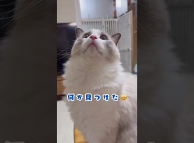 今日ものんびりいっぺいライフ🐈　#ラグドール #猫の日常 #いっぺい #癒し猫 #もふもふ #ラグドールのいる暮らし #猫好きさんと繋がりたい #ragdollcat #cutecat