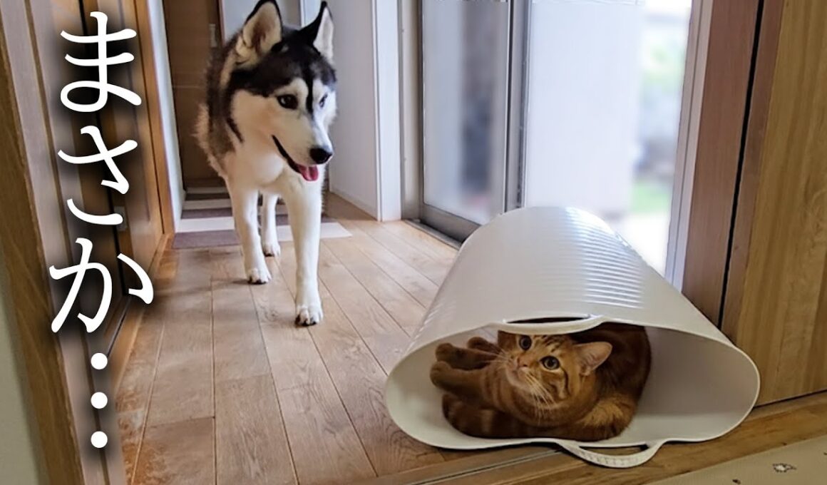 子猫がカゴから出てくれないので犬を呼んだ結果こうなった...