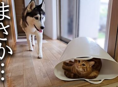 子猫がカゴから出てくれないので犬を呼んだ結果こうなった...