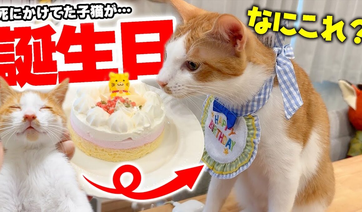 【祝】鳥に襲われて死にかけていた子猫が、ついに1歳の誕生日を迎えました…！！！