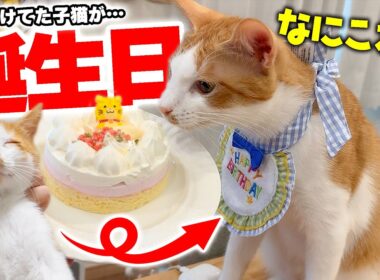 【祝】鳥に襲われて死にかけていた子猫が、ついに1歳の誕生日を迎えました…！！！