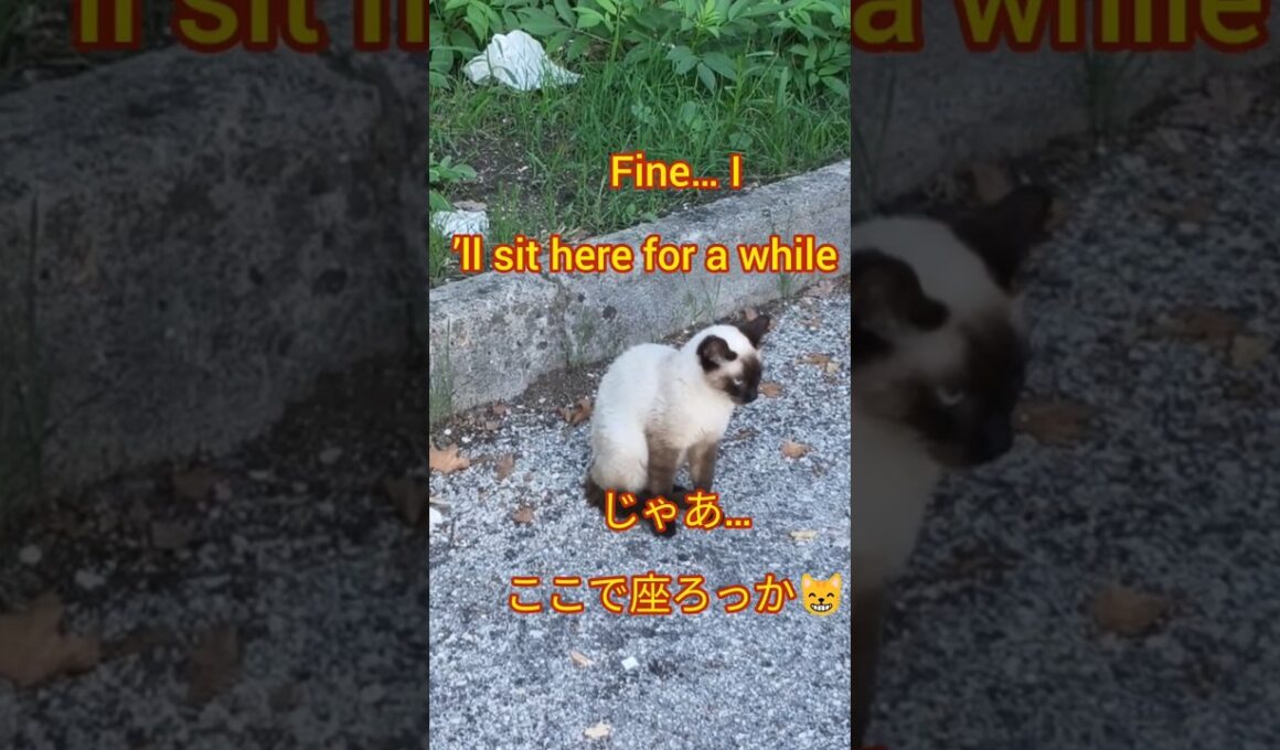 A Siamese cat’s simple stroll 😼 | シャム猫の自然な歩き方🐾 #shorts