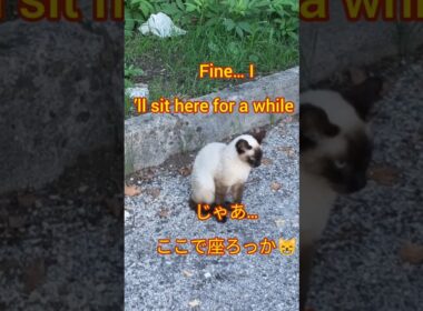 A Siamese cat’s simple stroll 😼 | シャム猫の自然な歩き方🐾 #shorts