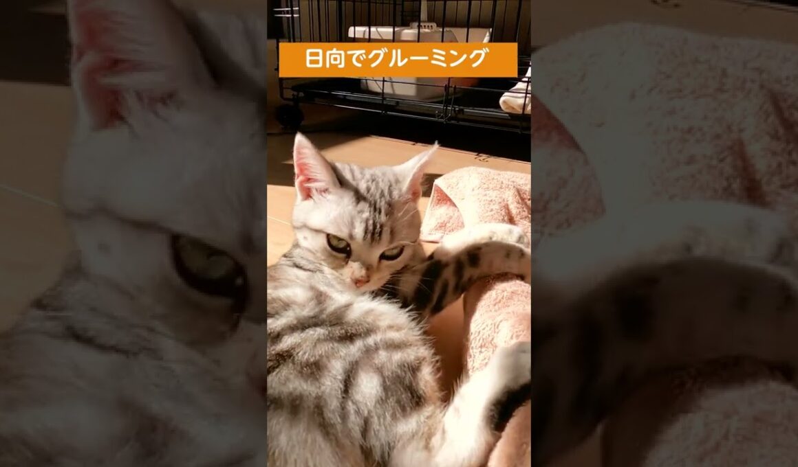 グルーミングがかわいい子猫【アメリカンショートヘアー】 #shorts #こねこ #アメショー