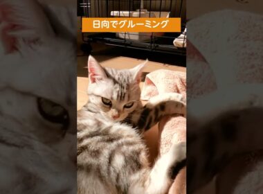 グルーミングがかわいい子猫【アメリカンショートヘアー】 #shorts #こねこ #アメショー