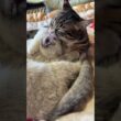 シャム猫の子ネコ雫を抱きかかえ、ナメナメするキジシロのルル。幸せな光景