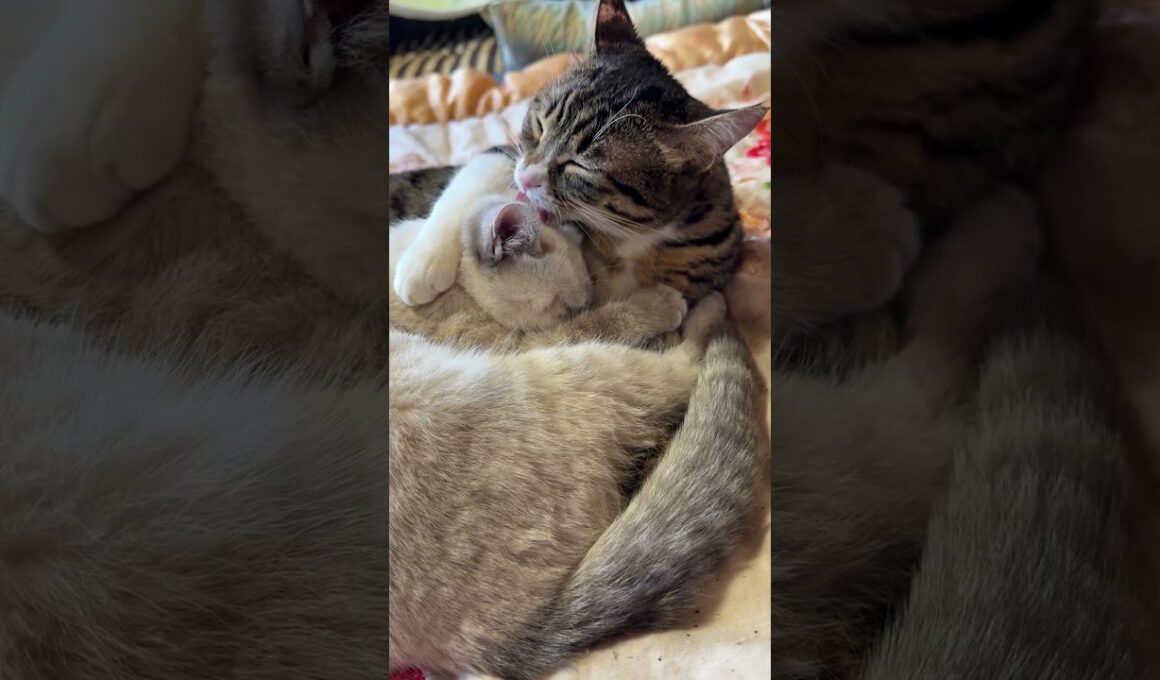 シャム猫の子ネコ雫を抱きかかえ、ナメナメするキジシロのルル。幸せな光景