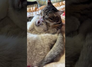 シャム猫の子ネコ雫を抱きかかえ、ナメナメするキジシロのルル。幸せな光景