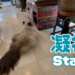 バーマン猫ガブとラフ【凝視】Stare（バーマン猫）Birman/Cat