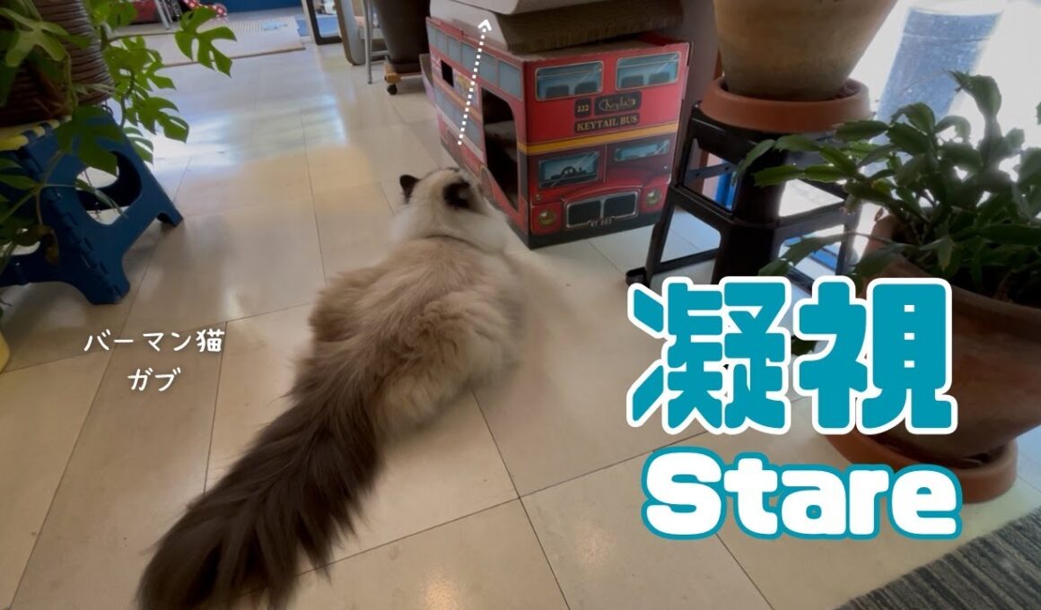 バーマン猫ガブとラフ【凝視】Stare（バーマン猫）Birman/Cat