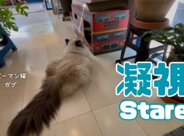 バーマン猫ガブとラフ【凝視】Stare（バーマン猫）Birman/Cat