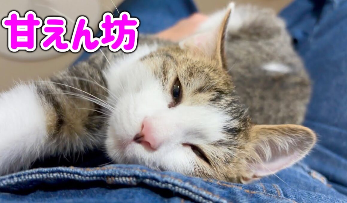 保護した子猫がこんなに甘えん坊な子に成長しました