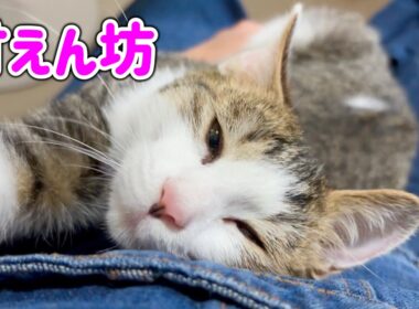 保護した子猫がこんなに甘えん坊な子に成長しました