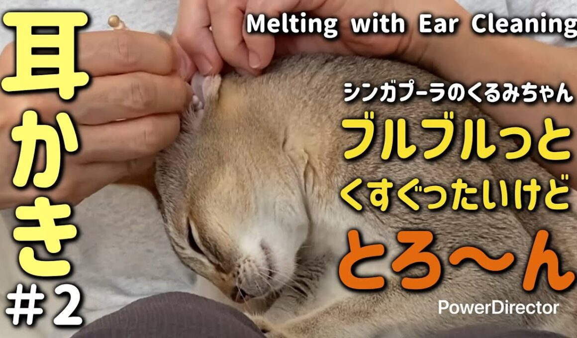 ASMR猫のとろける耳かきタイム🎧🐈‍⬛ ASMR Cat Kurumi’s Melting Ear Cleaning Moment ✨👂
