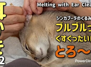 ASMR猫のとろける耳かきタイム🎧🐈‍⬛ ASMR Cat Kurumi’s Melting Ear Cleaning Moment ✨👂