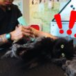 フケだらけで毛もつれたペルシャ猫。