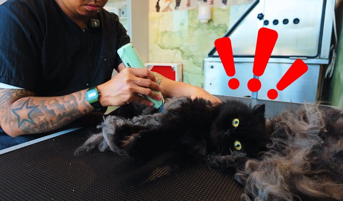 フケだらけで毛もつれたペルシャ猫。