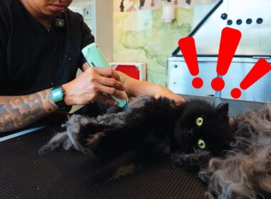 フケだらけで毛もつれたペルシャ猫。