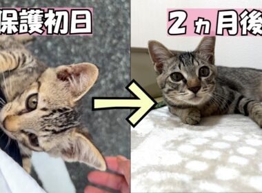 【保護猫】真夏に子猫を保護して２か月が経ちました