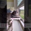 バイト探すかなー #ねこ動画 #アメリカンカール #catshorts