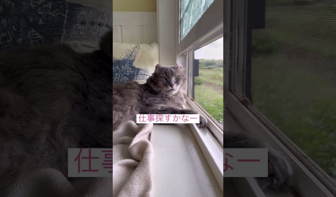 バイト探すかなー #ねこ動画 #アメリカンカール #catshorts
