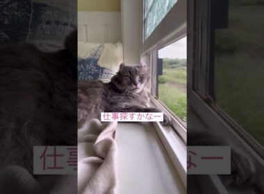 バイト探すかなー #ねこ動画 #アメリカンカール #catshorts