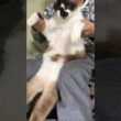 猫太鼓 #cat #cute #シャム猫 #shorts
