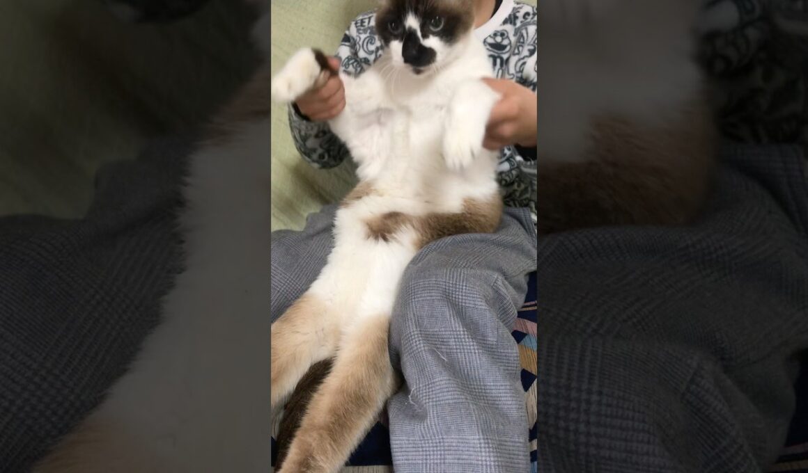 猫太鼓 #cat #cute #シャム猫 #shorts