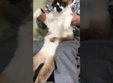 猫太鼓 #cat #cute #シャム猫 #shorts